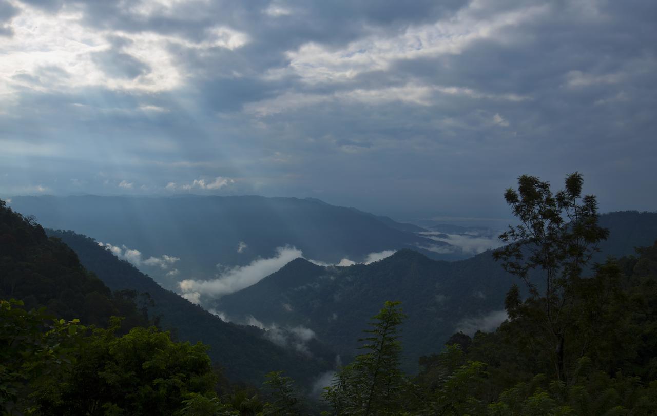 After The Rains - Rainforest Lodge Meppadi Bagian luar foto